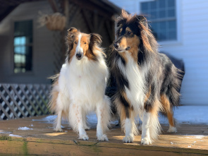 Homepage - Collie Rescue, Inc